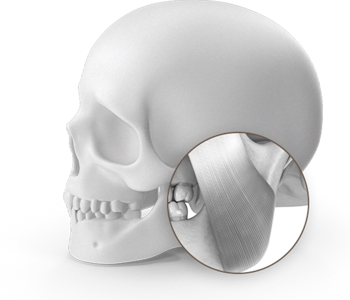 Skull with jaw muscle diagram for plastic surgery where natural 345.