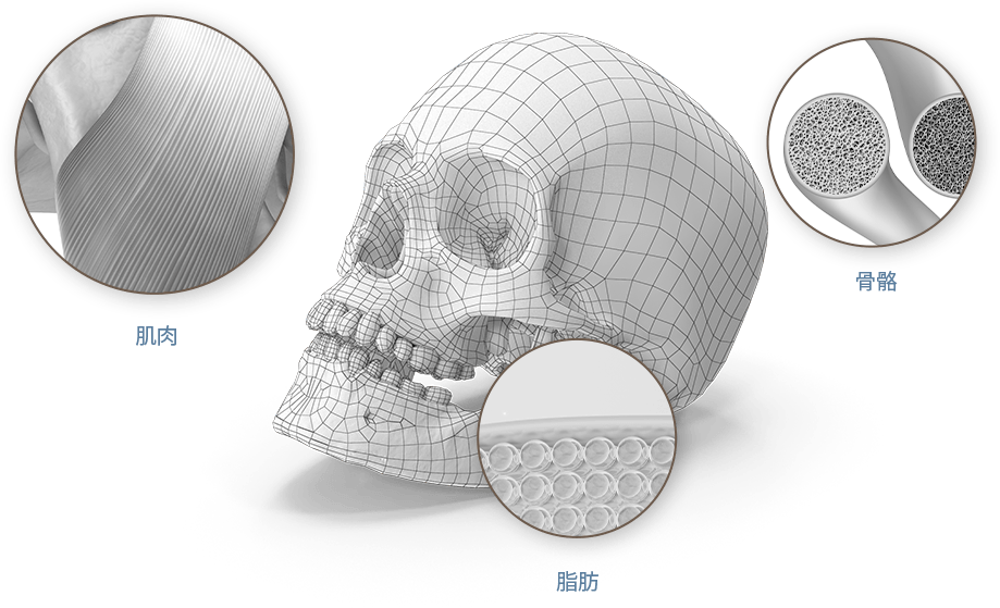 Wireframe skull with muscle, bone, fat close-ups.