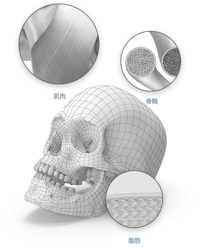 3D skull diagram with muscle, bone, and fat.