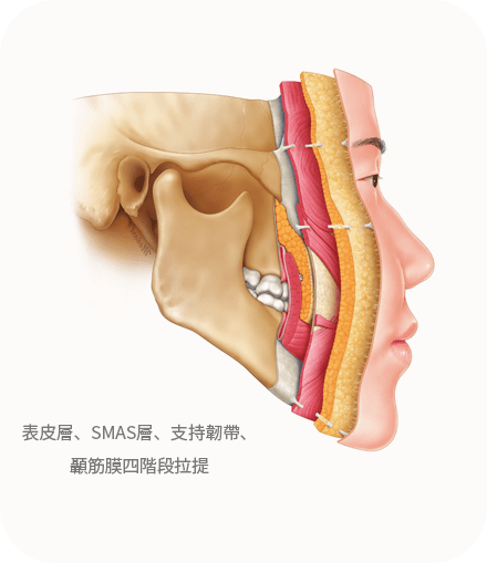 Facial anatomy layers showing skin, muscles, tissues.
