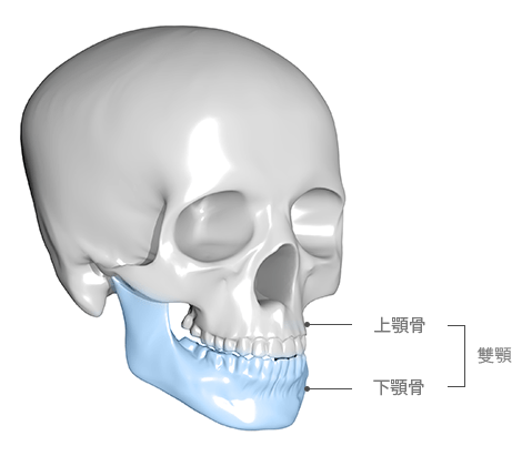 3D skull model highlighting the mandible in blue.