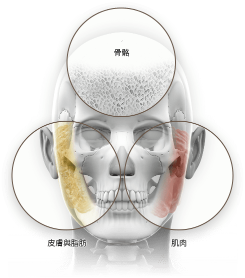 Diagram of skull structure and facial layers.